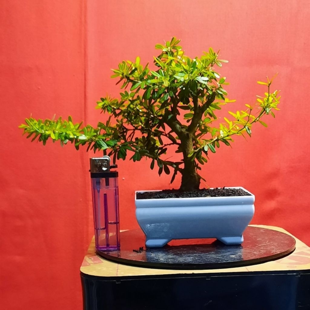 bonsai saeng simbur mikro vietnam