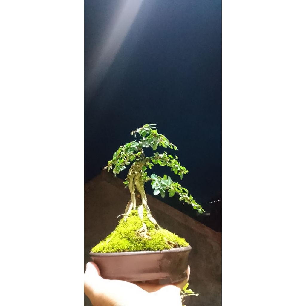 Saeng simbur Thailand size small