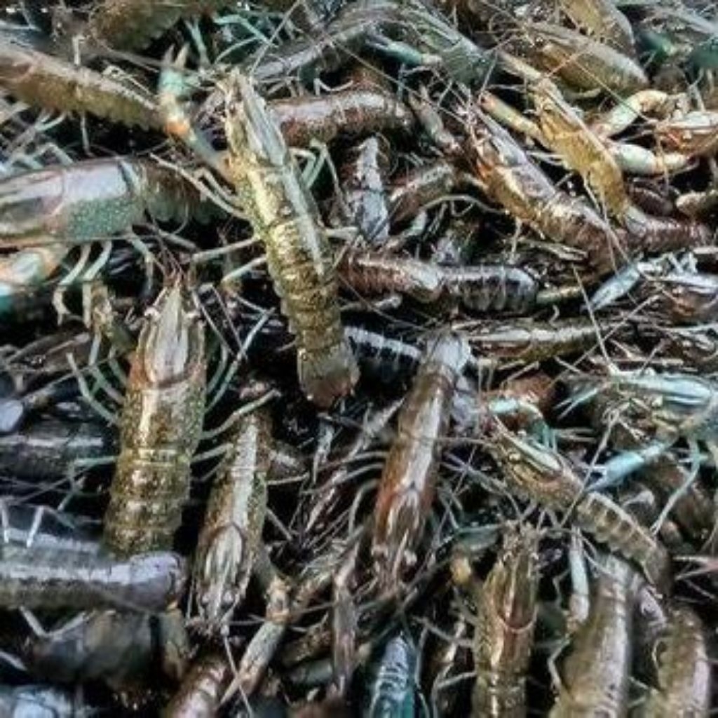 Benih bibit anakan lobster red claw 3 inch