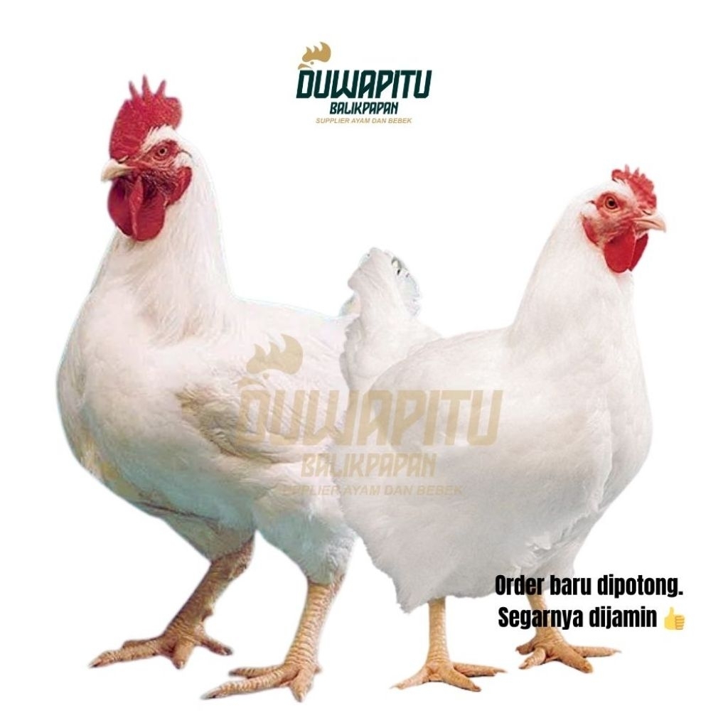(Lagi Mahal) Ayam Borneo Jumbo Segar - Duwapitu Balikpapan