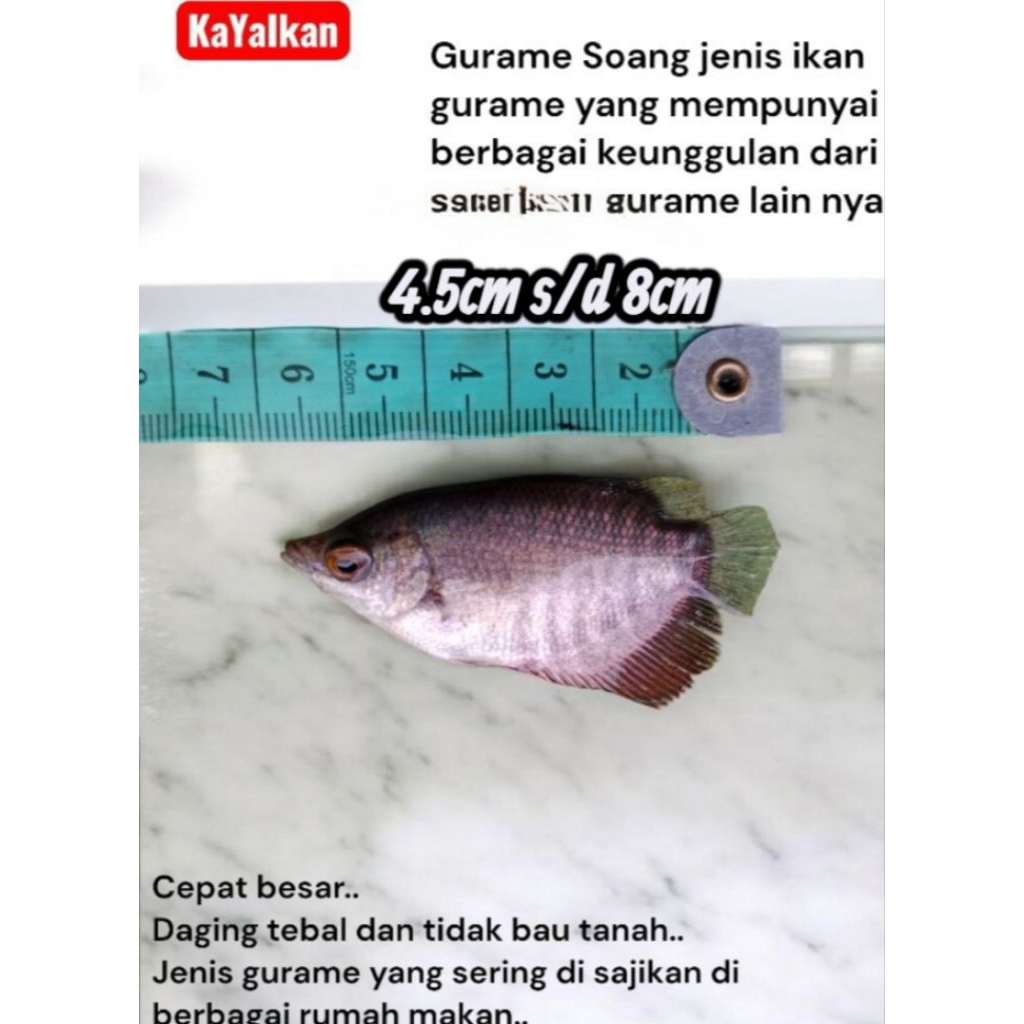 Bibit gurame soang ukuran 4cm s/d 8cm paket 3ekor