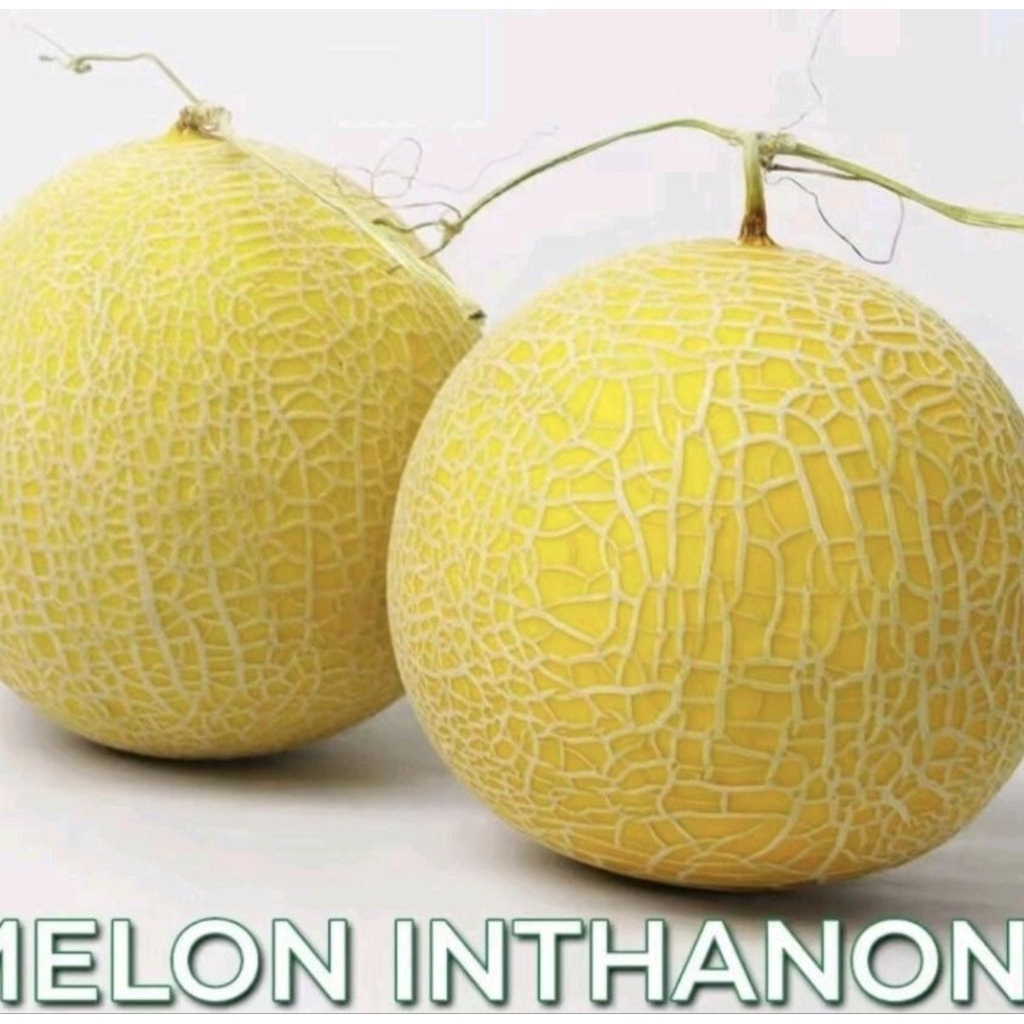 REPACK 5 BUTIR BIJI BENIH MELON INTANON