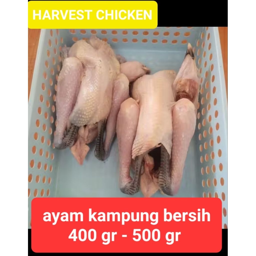 Ayam kampung | ayam kampung muda | ayam kampung obat | ayam kampung  tim | 400 - 500 Gr