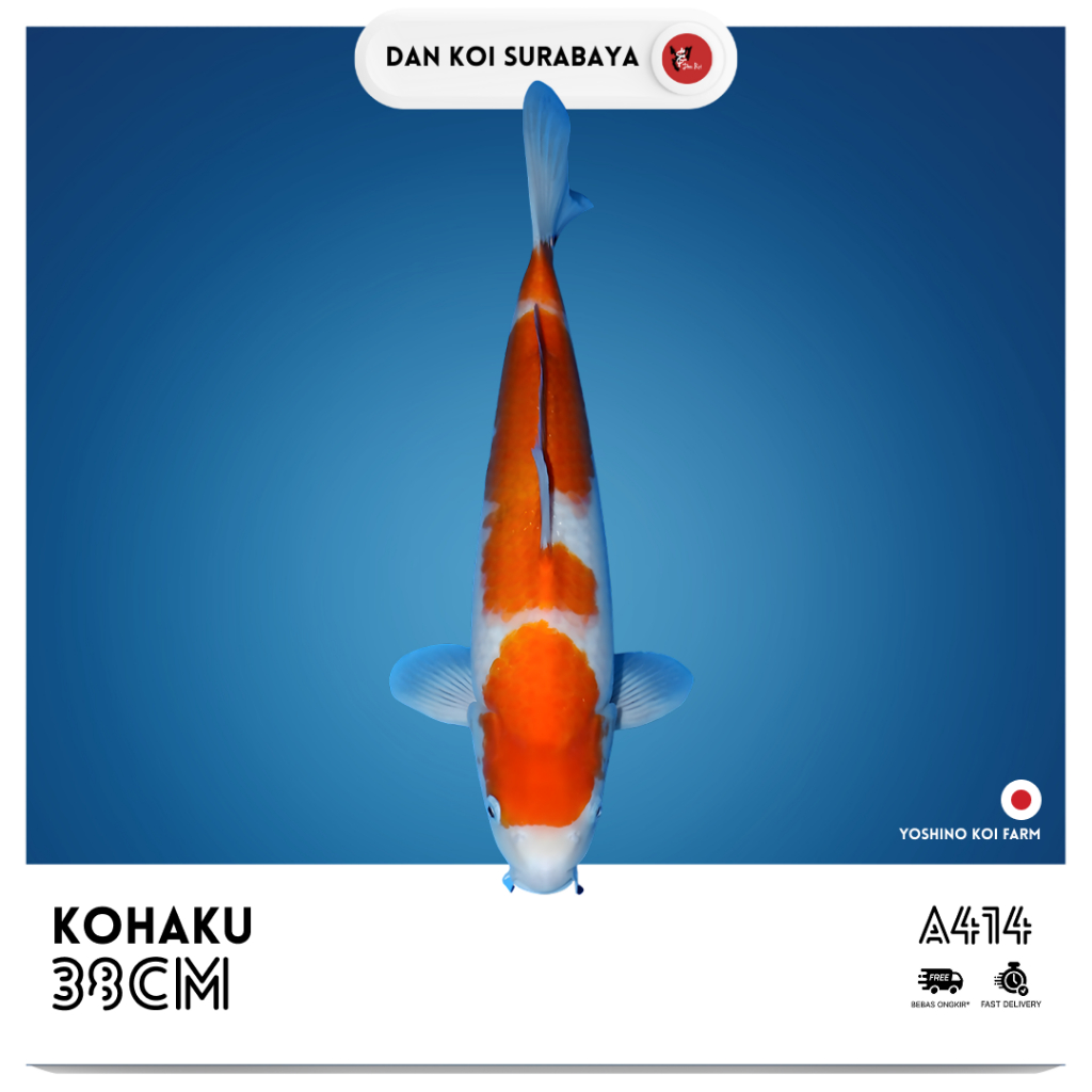 Ikan Koi Import Kohaku (Yoshino Koi Farm) Bloodline Dainichi Kode A414