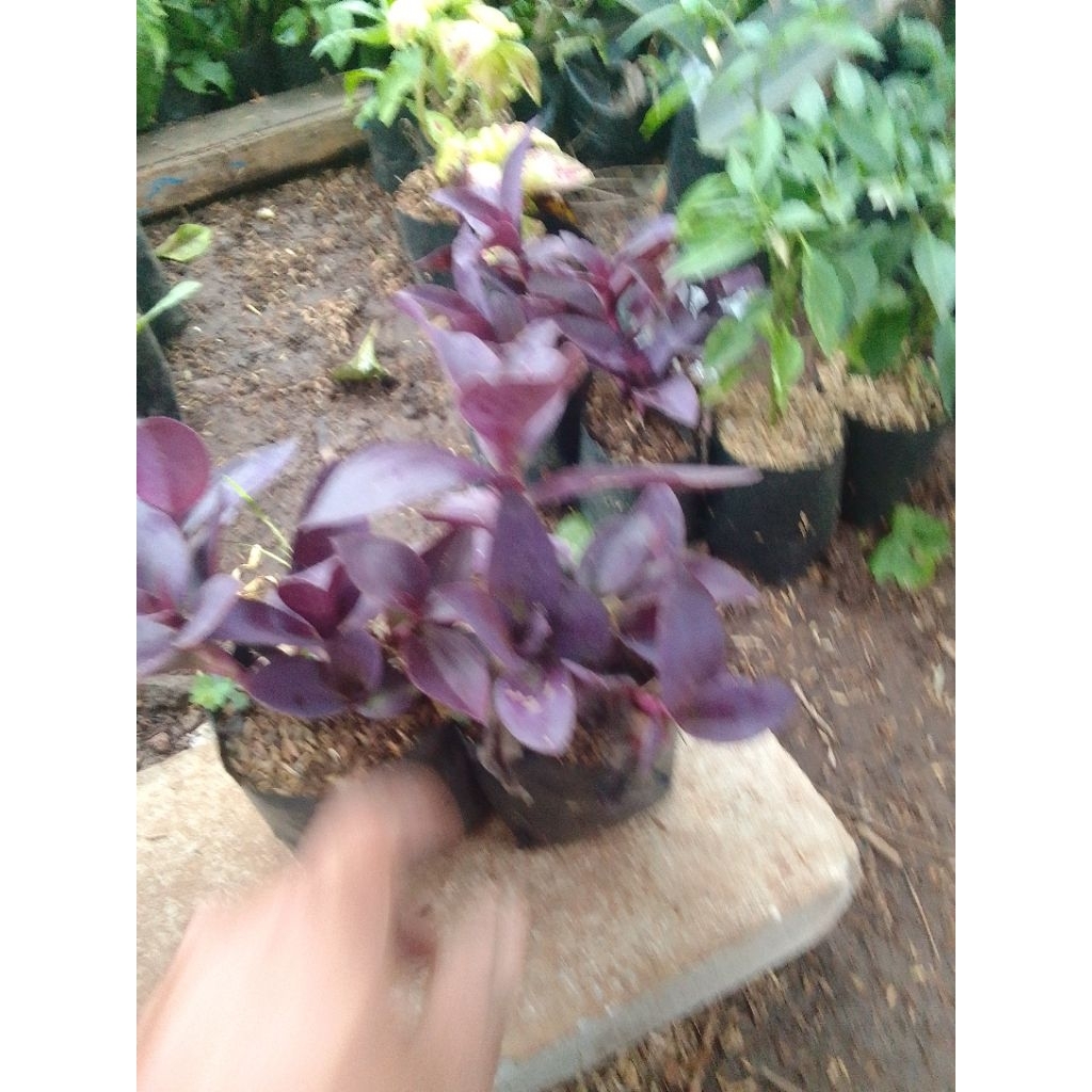 Bibit Tanaman Adam Hawa Ungu pohon Adam hawa ungu