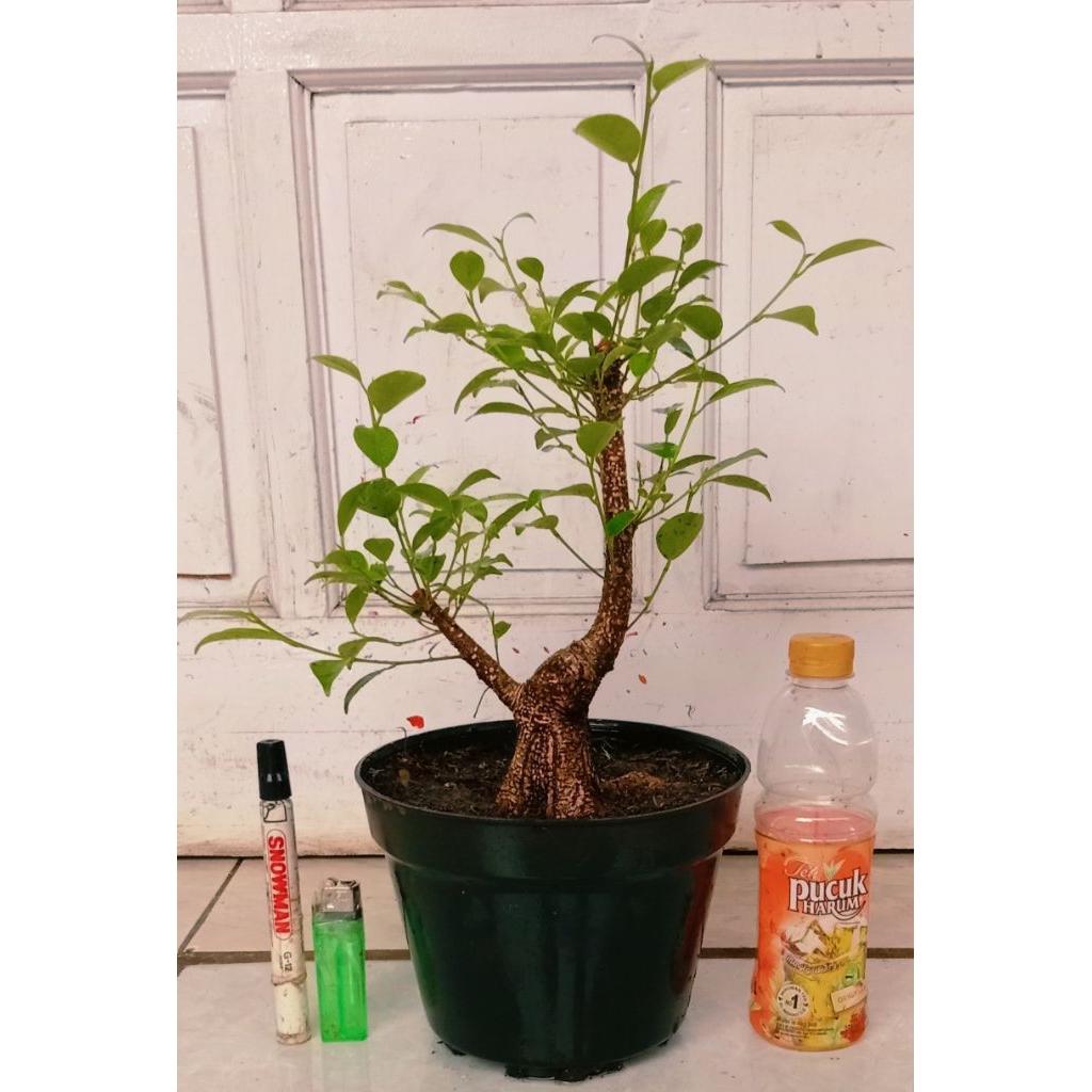 beringin kimeng subur prospek 55.000 program akar kokoh mantap