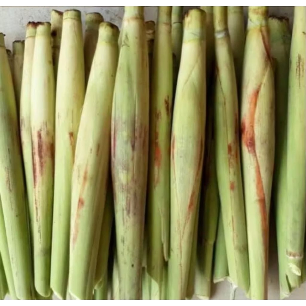 TERUBUS TEBU TELUR SAYURAN SEGAR SAYURAN TEBU TELUR 500gm