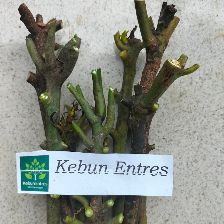 entres mangga miyazaki 5 mata tunas