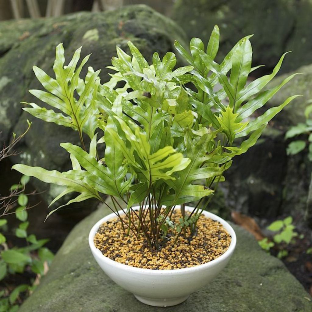 Pakis Mini Tanaman Hias Indoor Outdoor