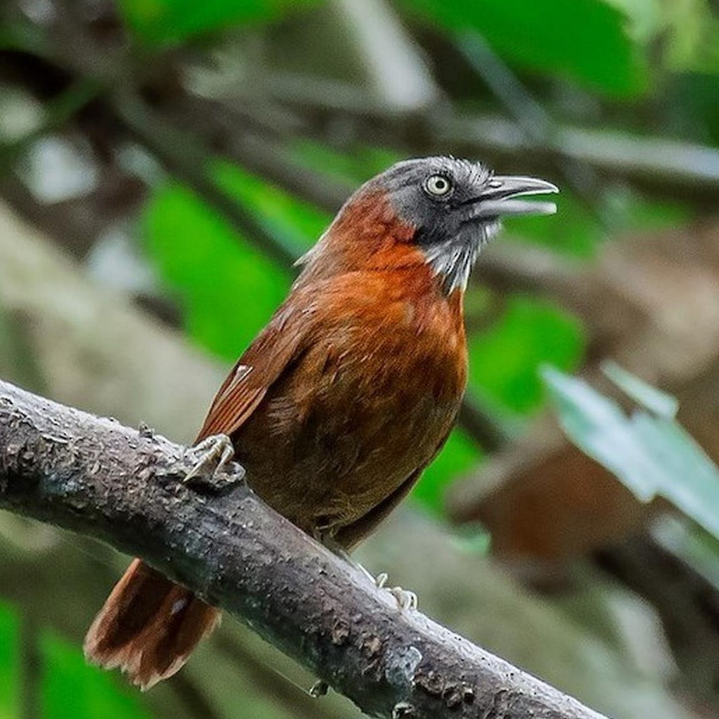 BURUNG TEPUS KEPALA ABU Pilihan Rajin Bunyi