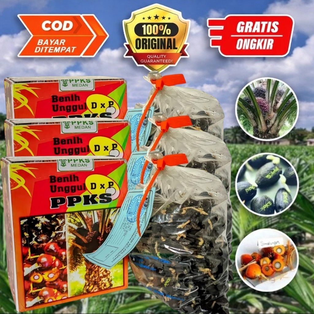 BIBIT BENIH KECAMBAH SAWIT UNGGUL DXP PPKS MEDAN ORIGINAL + SERTIFIKAT RESMI 250 butir