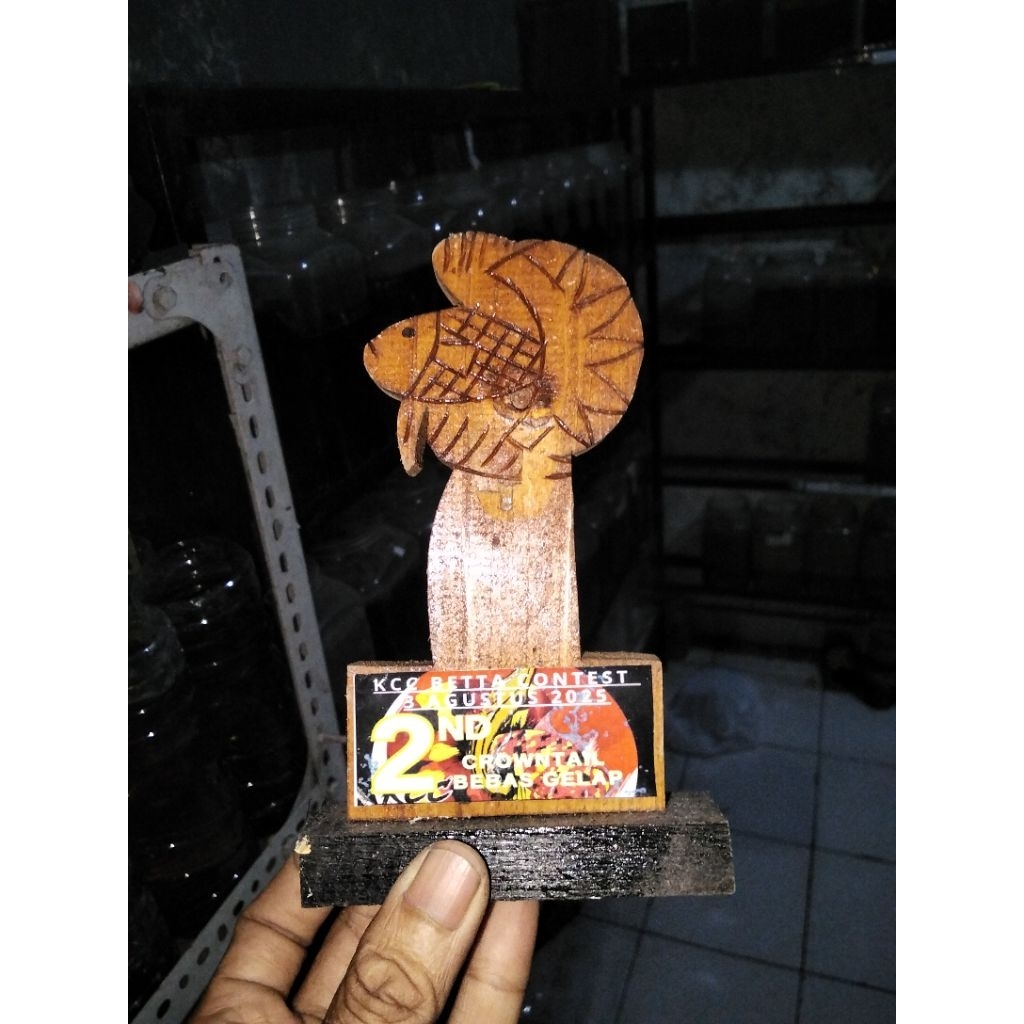 ready murah  ex piala kontes cupang kcc Betta contest cianjur juara 2