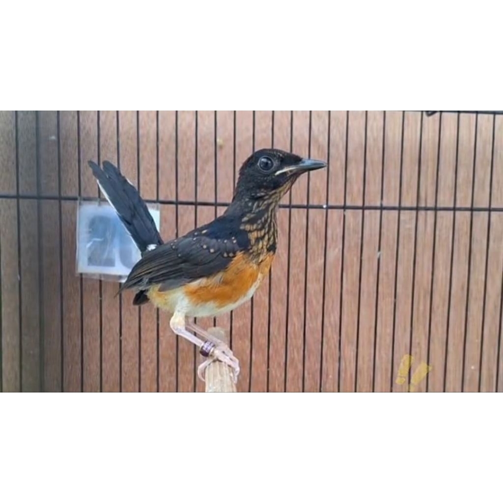 Trotol Murai Batu Garansi Jantan