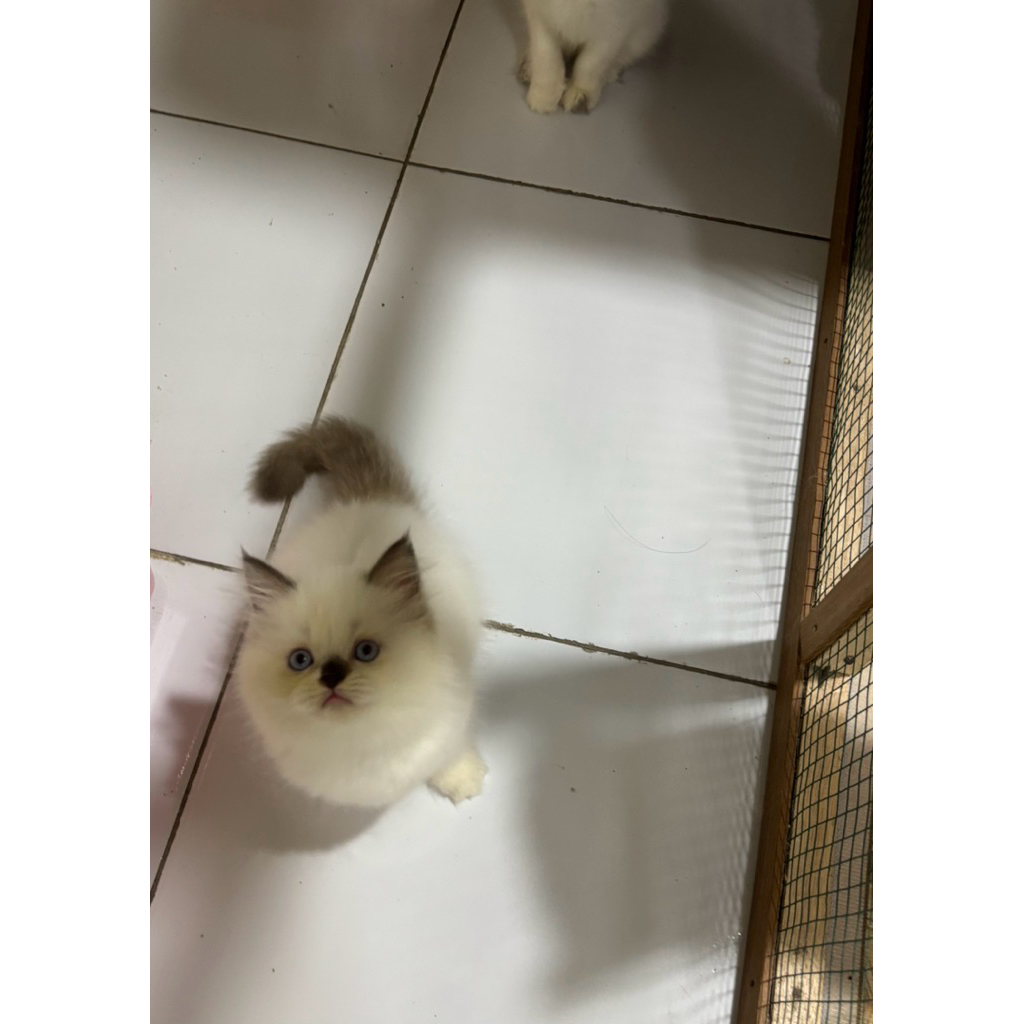 kitten ragdoll betina