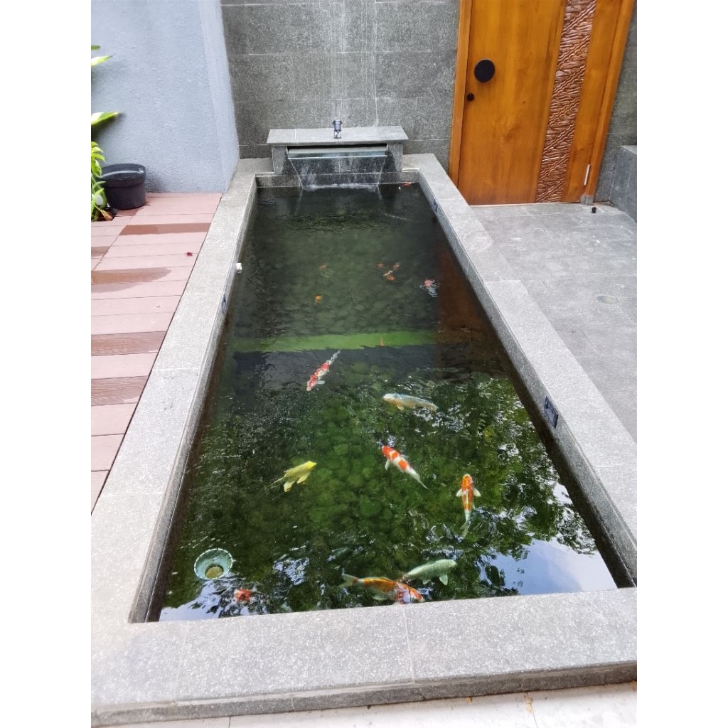 kolam koi minimalis tanpan kaca