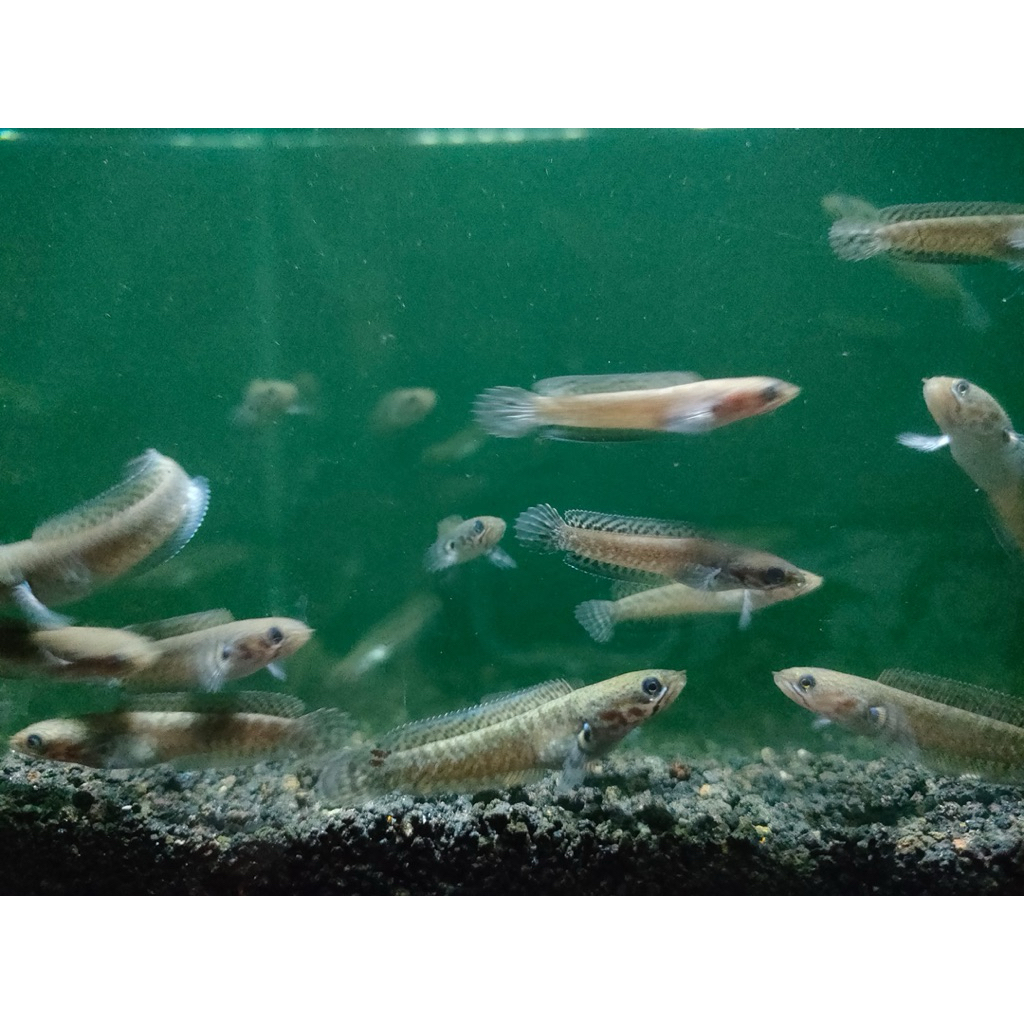 Andrao Channa Gondrong dengan Warna Biru, Ukuran 4-6cm