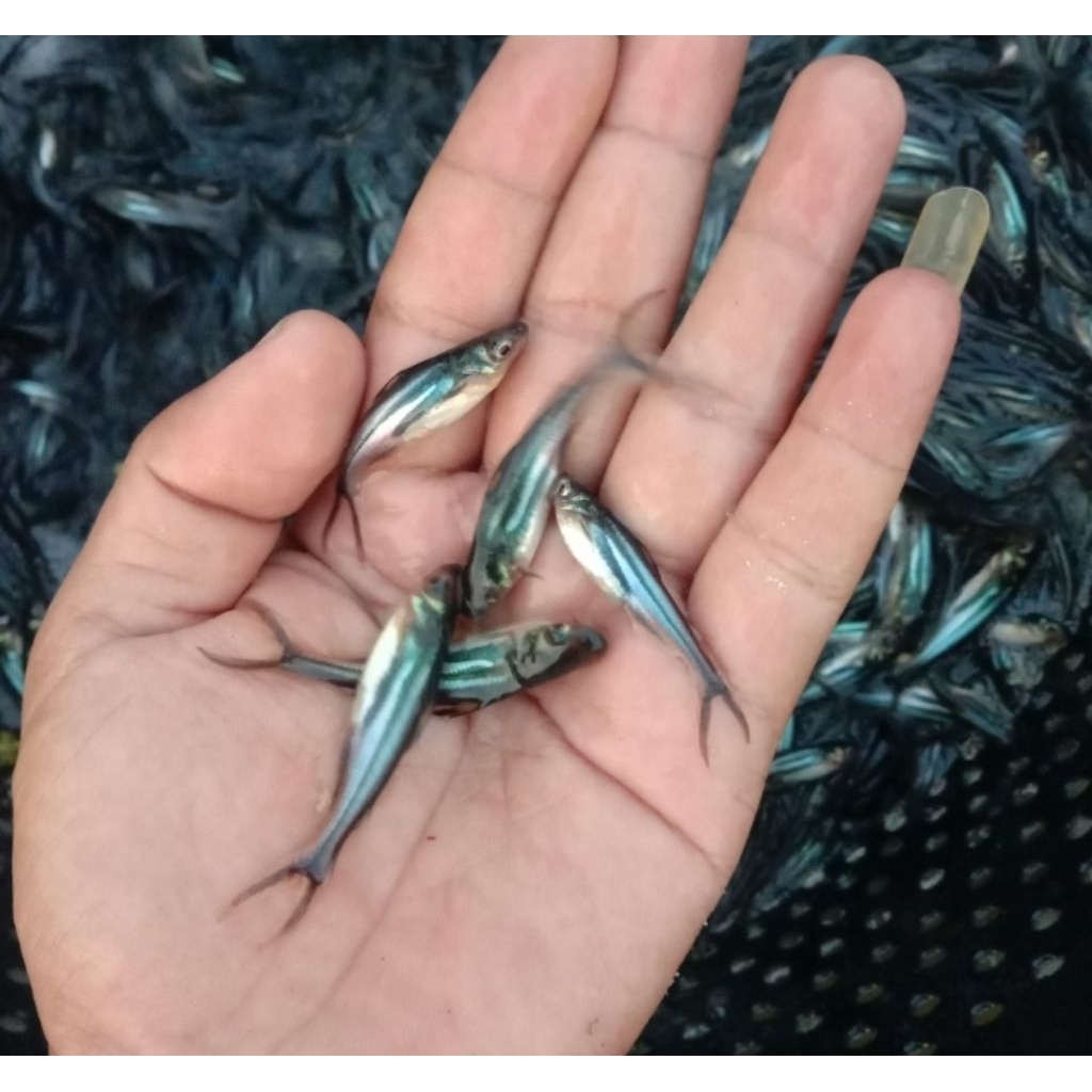 Aksesoris Aquarium Stiker Bibit Patin Size 7-8 cm Anakan Patin Biasa Hiasan Akuarium |Ikan Hias Bozz