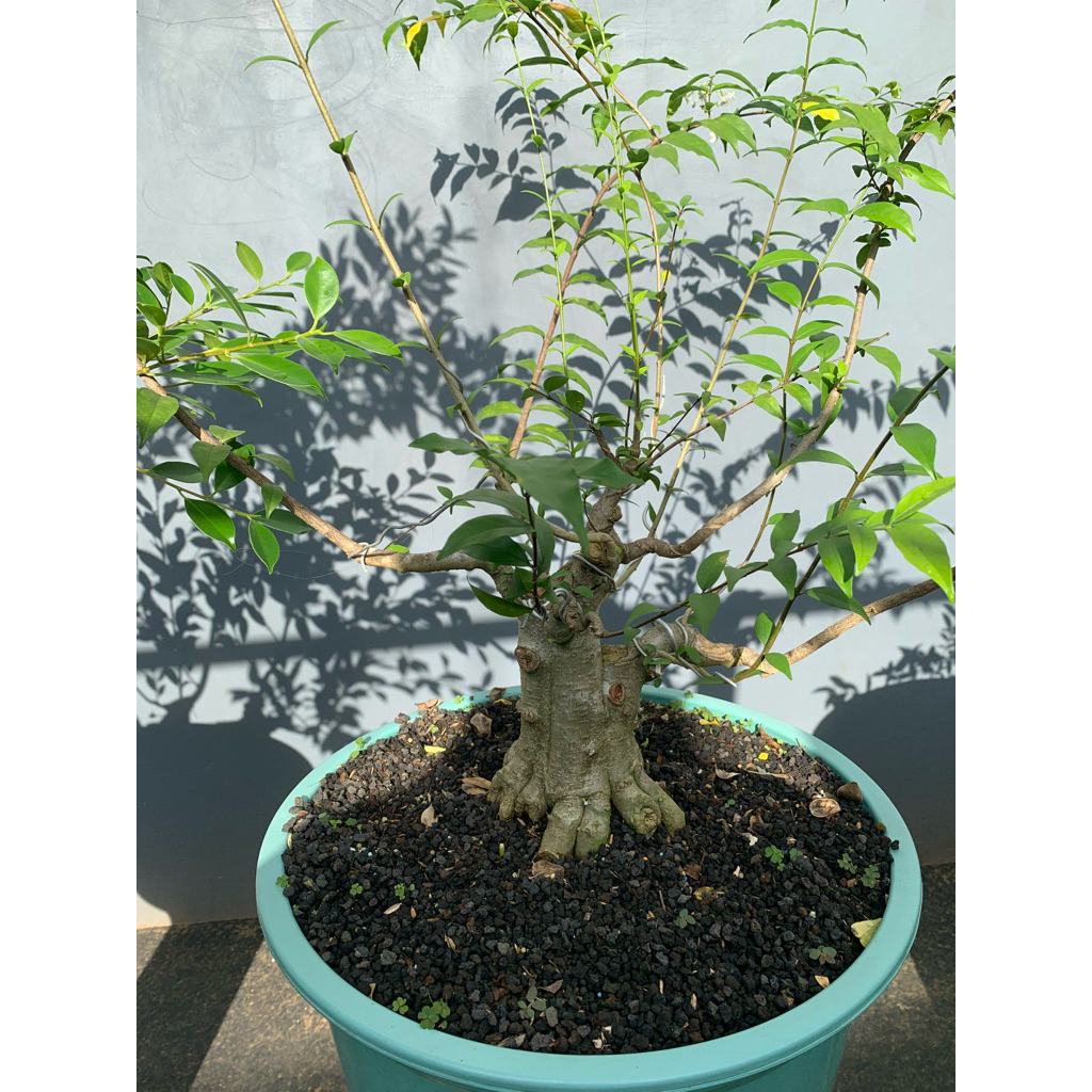 Bonsai anting putri small