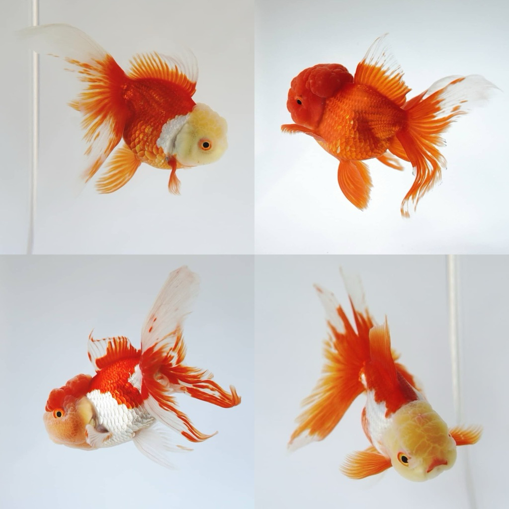 [Chan Aquatic Reguler] Koki Oranda Rosetail Size M