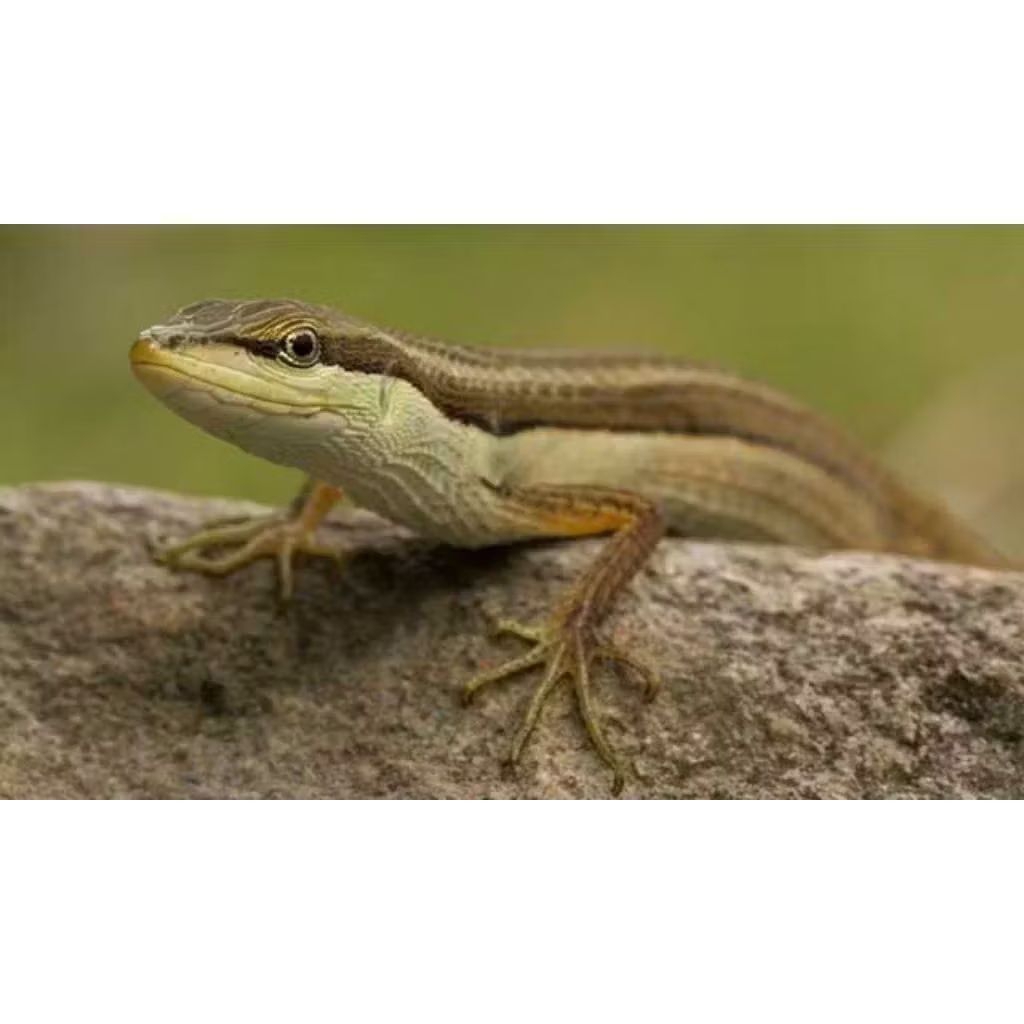 kadal ekor panjang atau kadal rumput