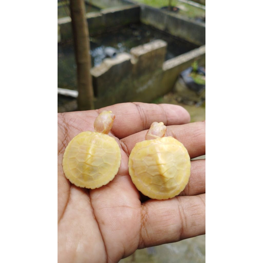 koera brazil res albino overscute