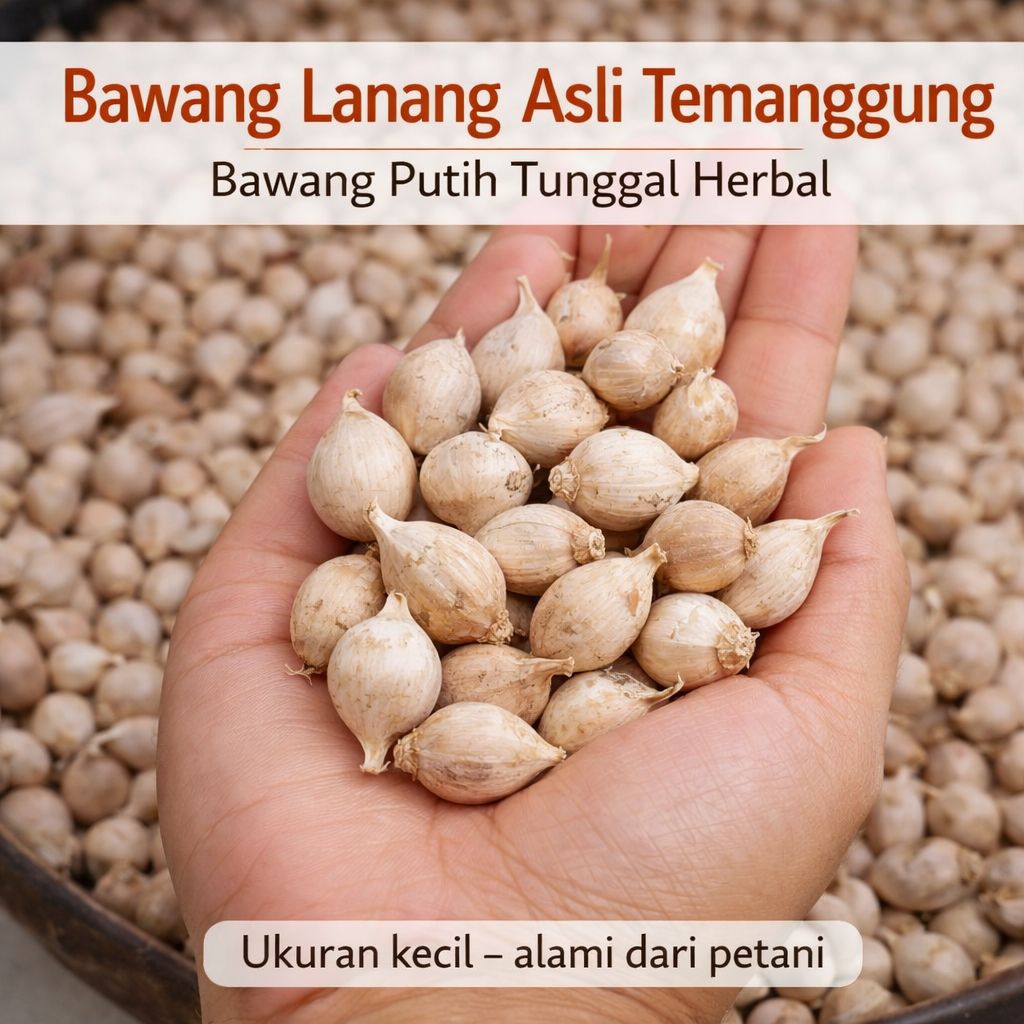 Bawang Lanang Asli Temanggung Bawang Putih Tunggal Lokal Herbal 50g 100g 250g