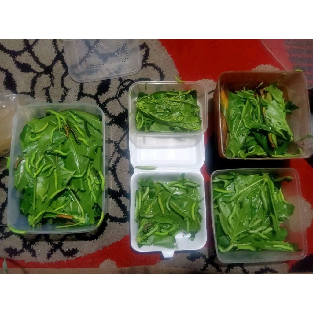 ulat mengkudu isi 5 ekor umpan gacor galatama