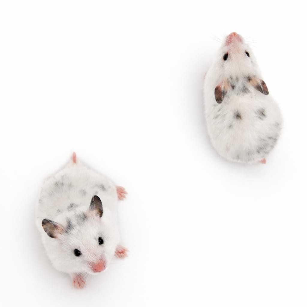 Hamster Syrian Fujiyama / Fujiama ( KIRIM INSTAN )