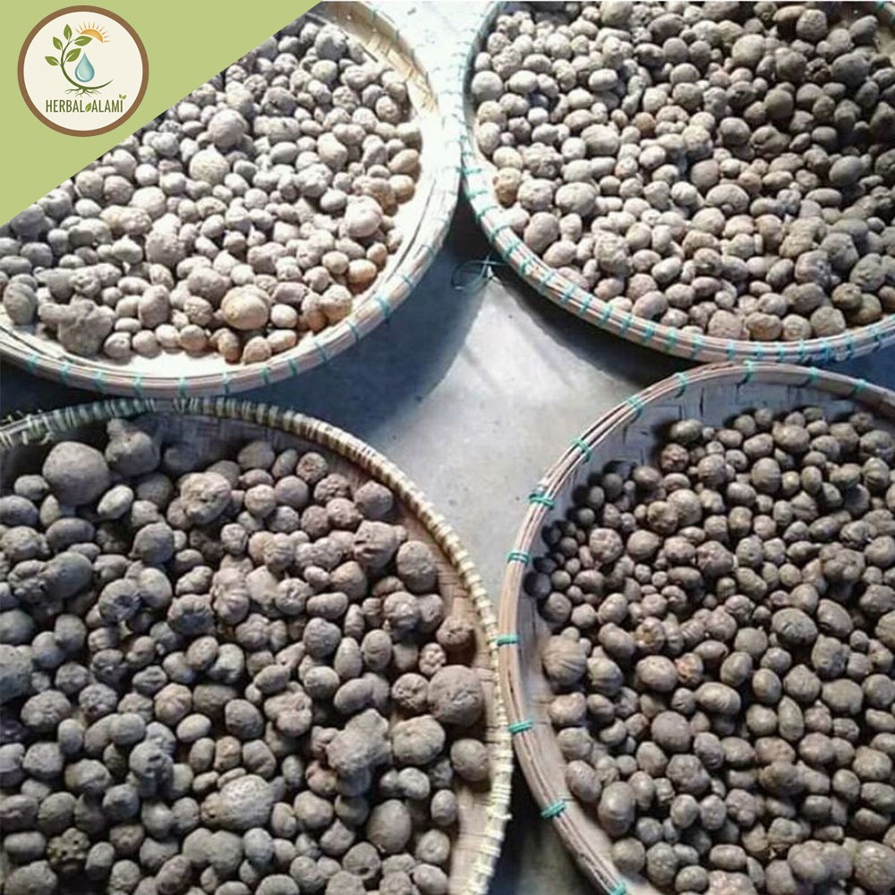 bibit porang katak asli dorman 1kg isi 200-700 bibit. (random)