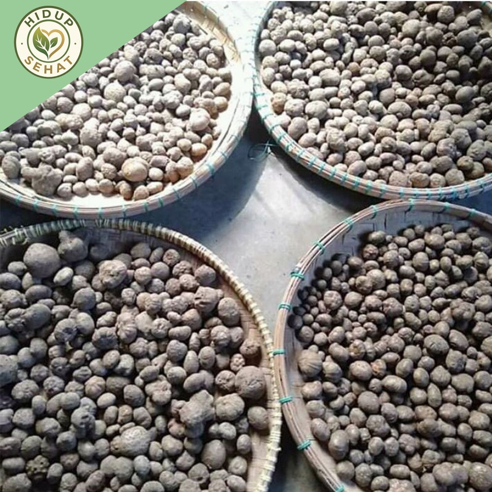 bibit porang katak asli dorman 1kg isi 200-700 bibit. (random)