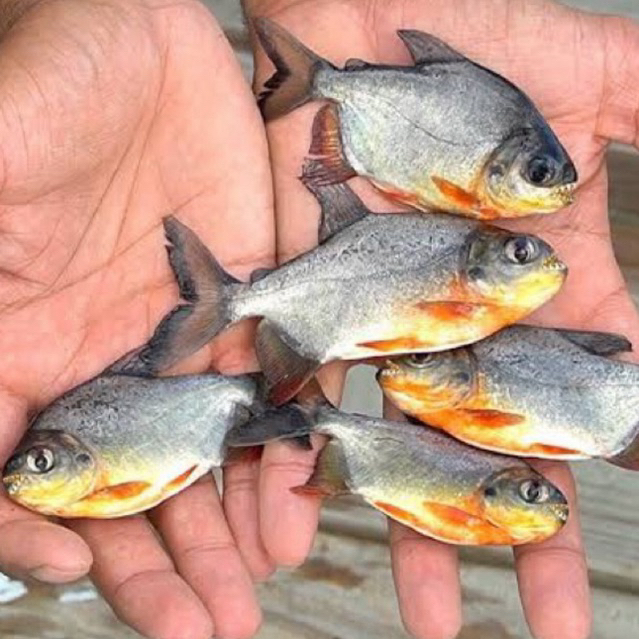 [Chan Aquatic Reguler] Pacu Black Bawal Hitam Size 4-6cm