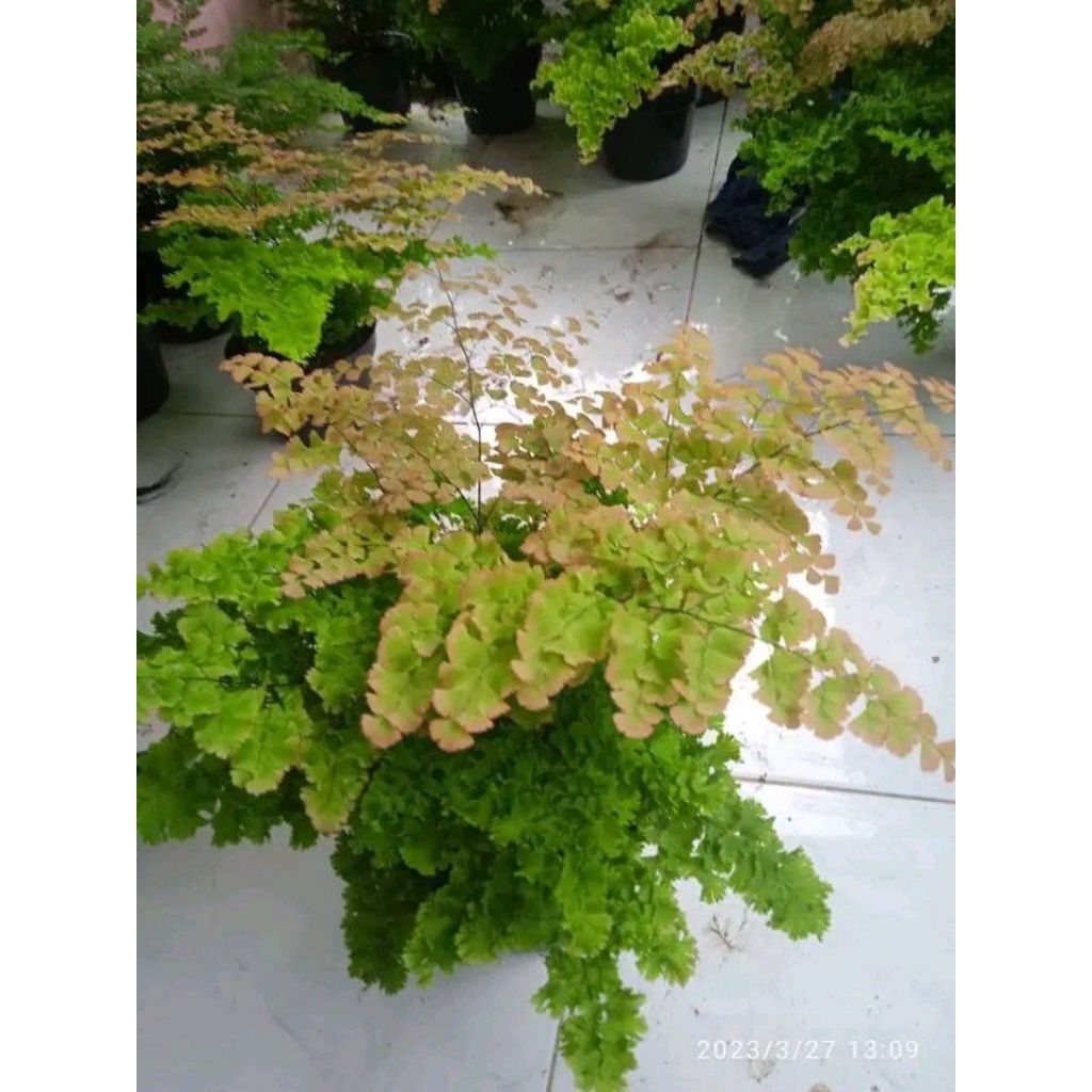 Tanaman hias suplir kribo - suplir rimbun