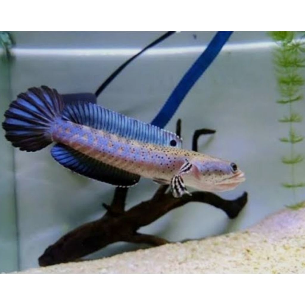 Channa Blue Pulchra Grade A++