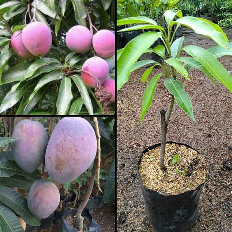 Bibit / Pohon Mangga Irwin Sambung Pucuk Super Manis Cepat Berbuah Siap Tanam