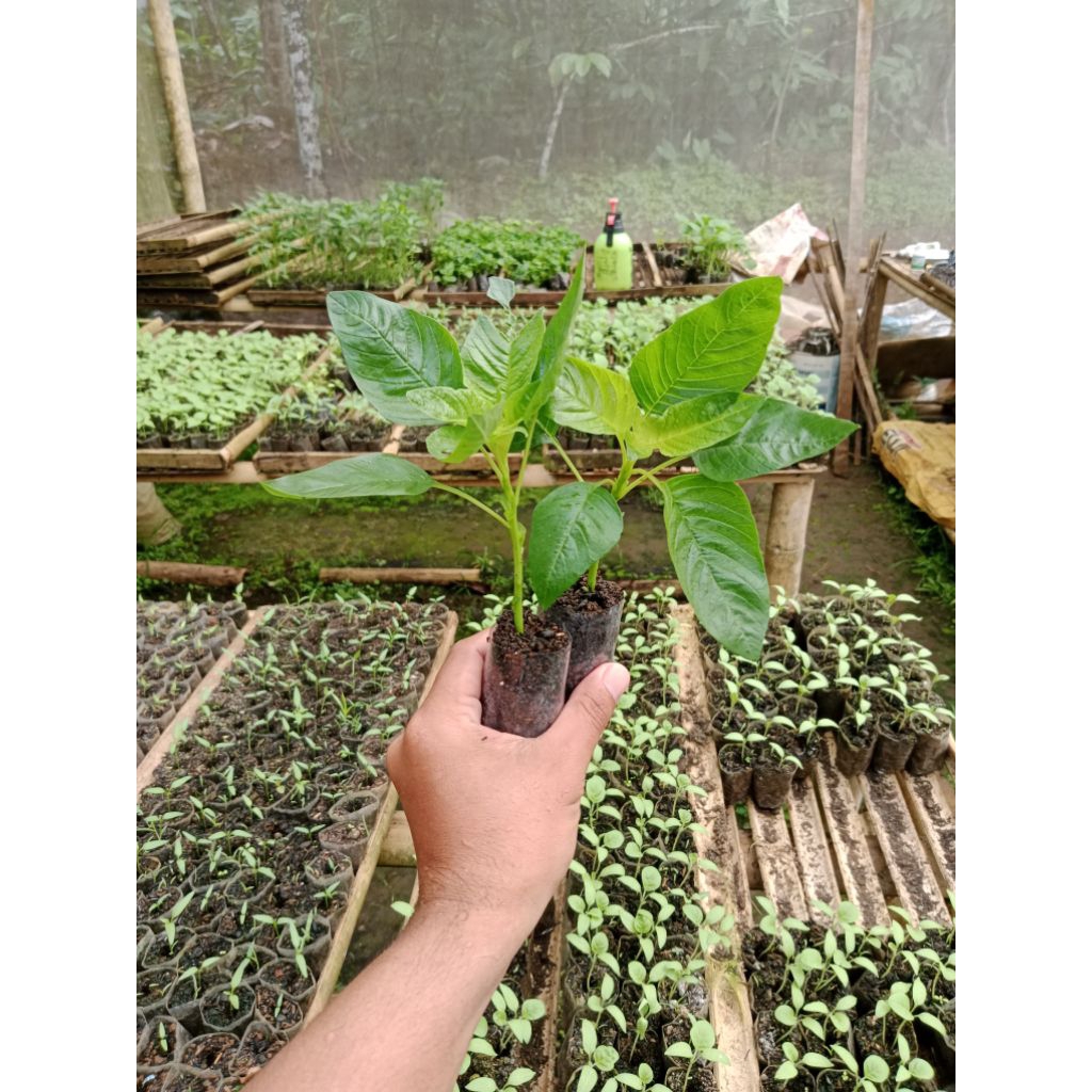 (5 POHON) BIBIT BAYAM POTONG SUDAH BERAKAR SIAP TANAM - BIBIT BAYAM SIAP TANAM - BIBIT BAYAM PETIK S