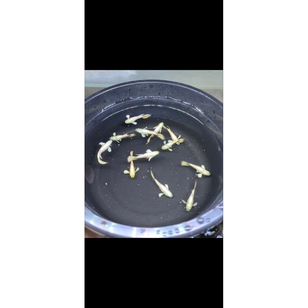 Hiasan Akuarium Guppy Full Gold / Guppy Full Gold