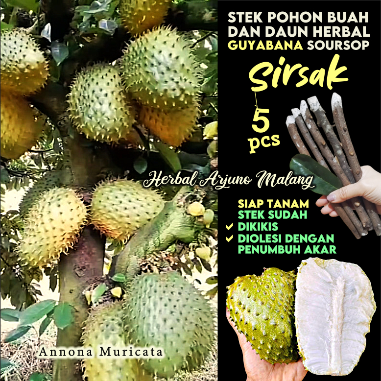 Sirsat Sirsak Stek Batang Tanaman Pohon Buah Nangka Nongko Durian Belanda Sebrang Soursop Graviola G