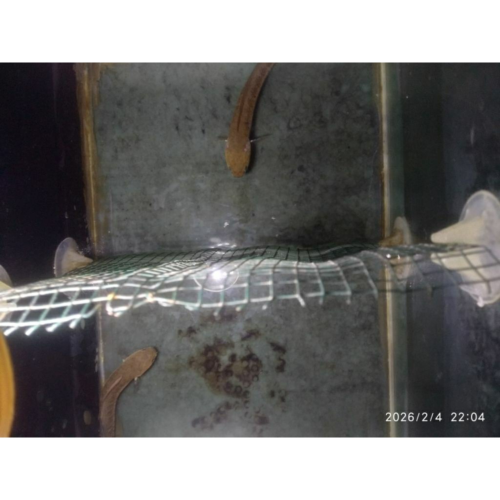 jual per/ekor bahan pair chana andrao