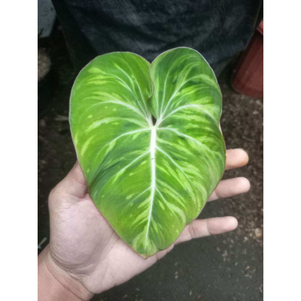Tanaman Hias philodendron gloriosum variegata / Gloriosum pixel