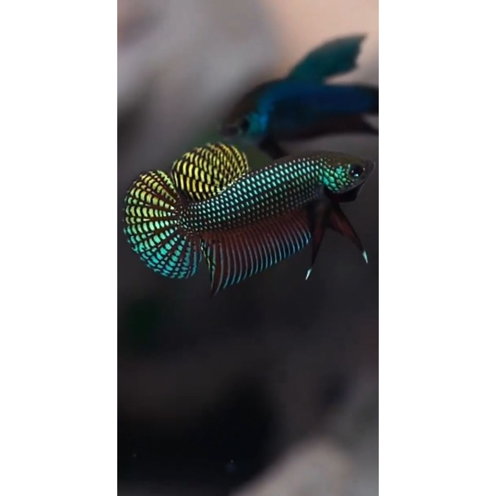 Wild Betta Smaragdina Guitar Rainbow Green Size M (REAL PICT)