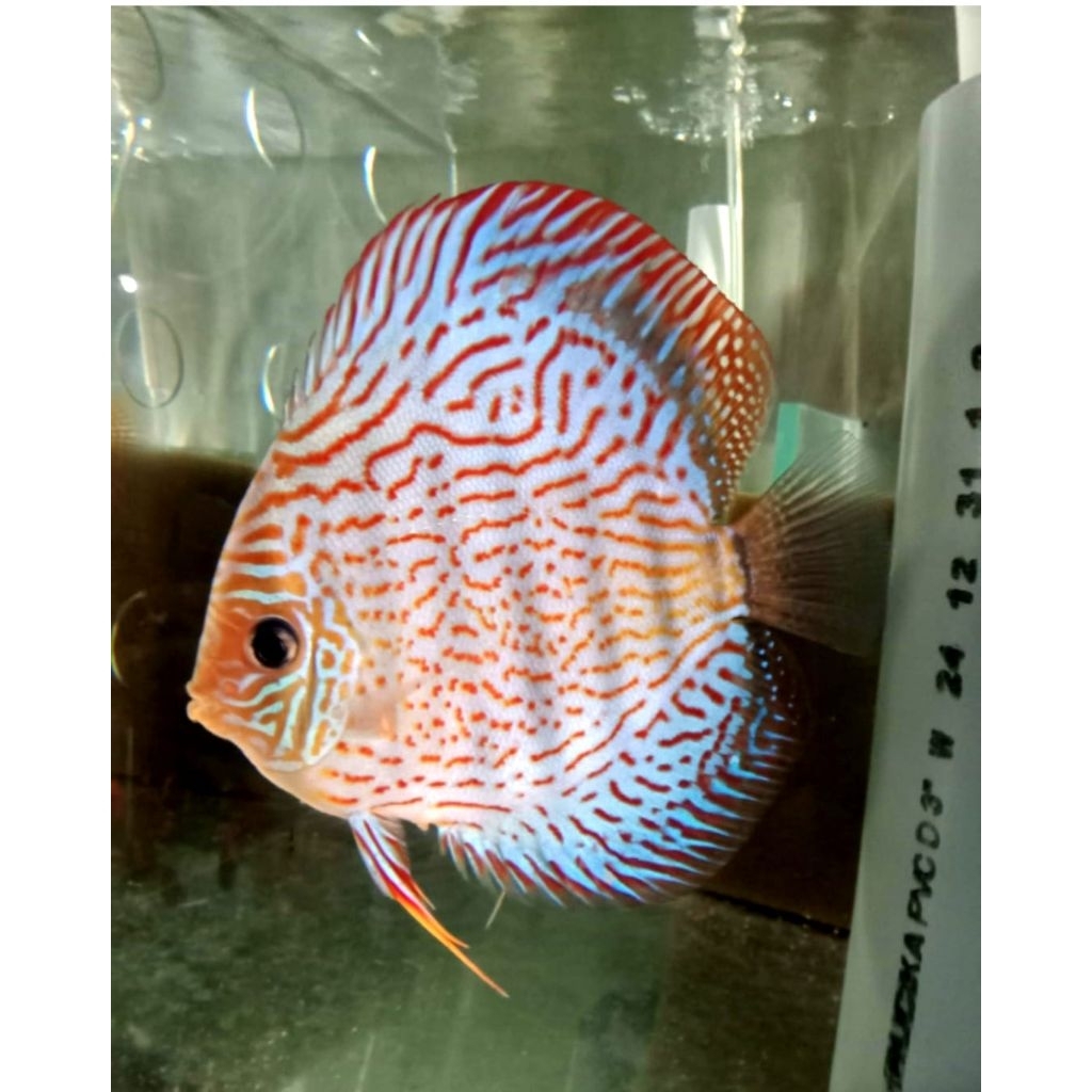 Burayak Discus Red Royal Blue indukan berkualitas