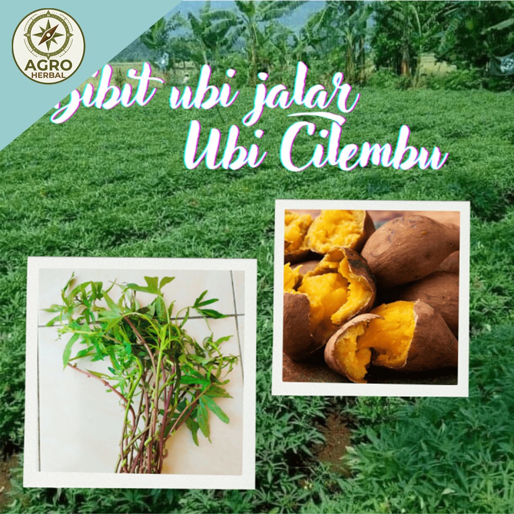 paket 15 Bibit Ubi Cilembu / Bibit Stek Ubi Cilembu