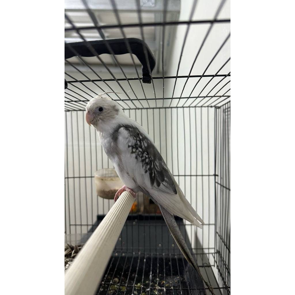 Falk WhiteFace Parkit Australi