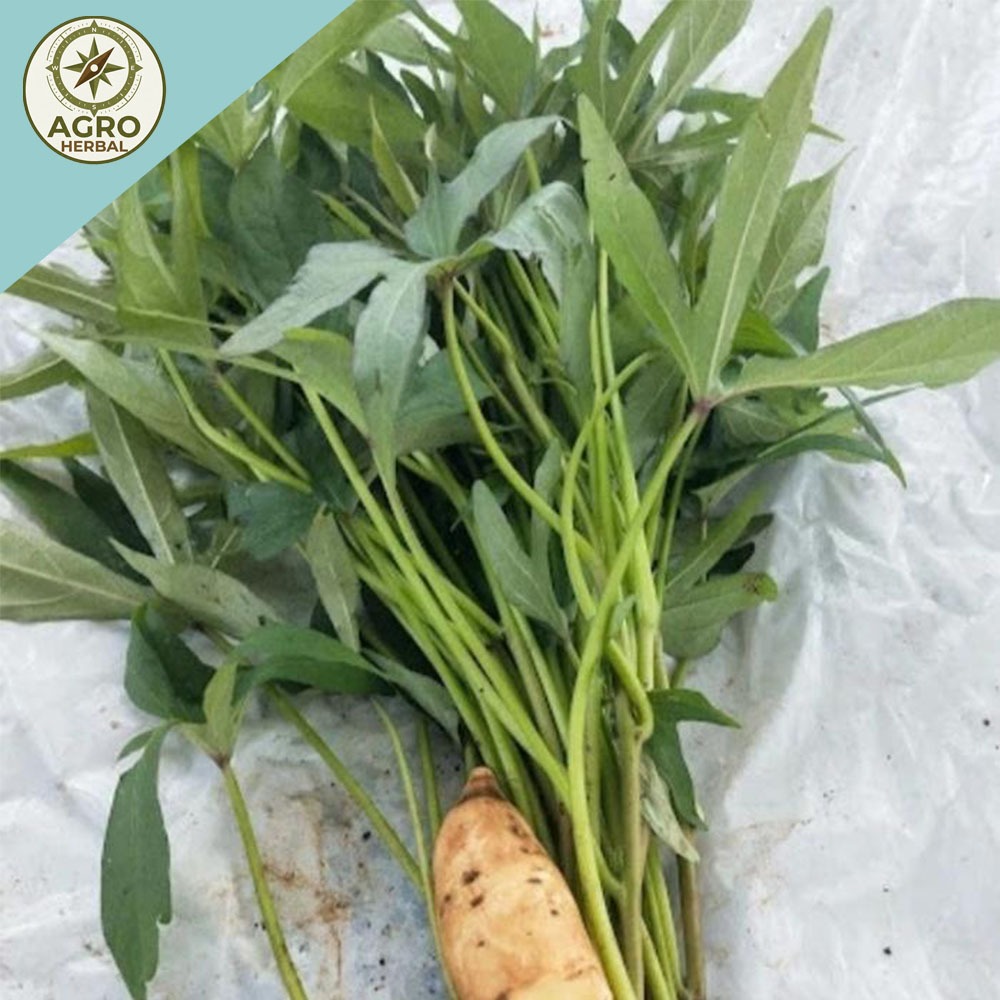 paket 25 Bibit Ubi Cilembu / Bibit Stek Ubi Cilembu