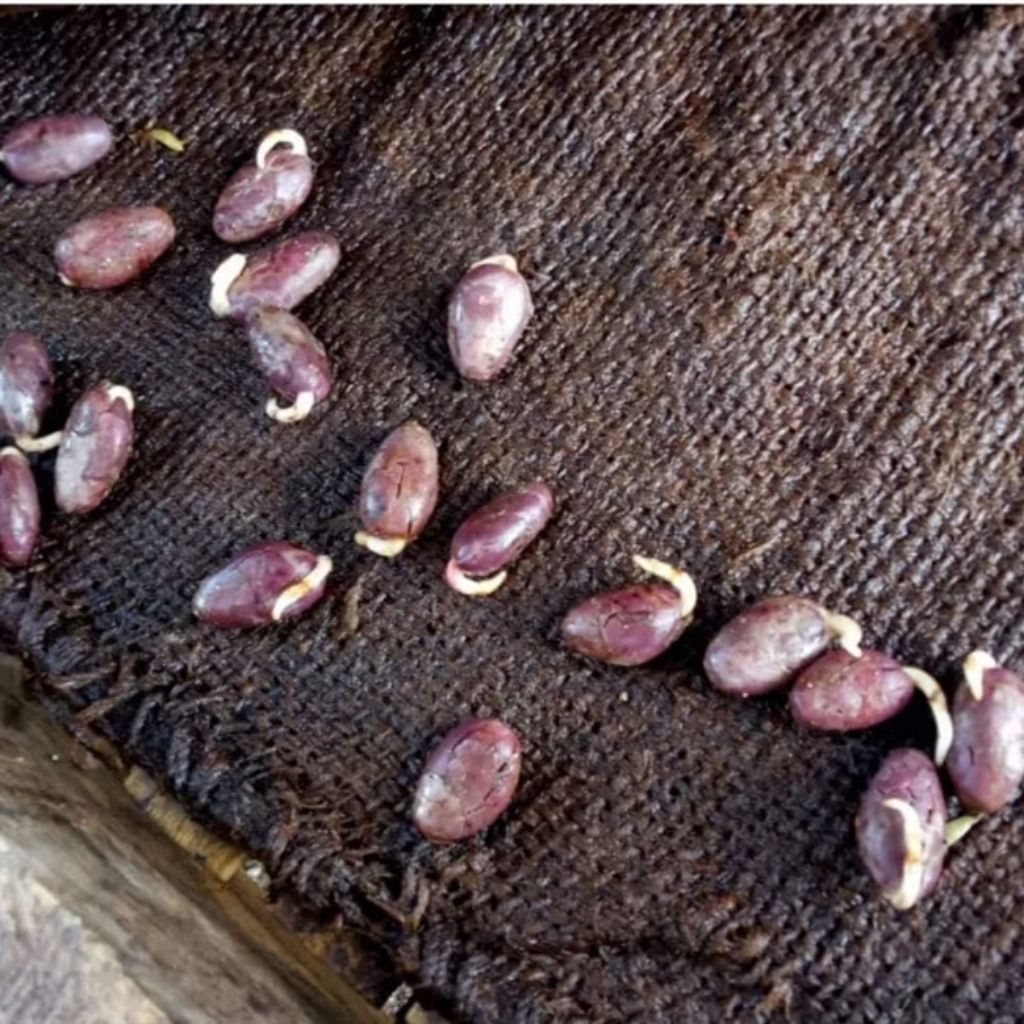 BENIH KAKAO / BIJI KAKAO / BIBIT KAKAO PAKET 100 BIJI SIAP SEMAI