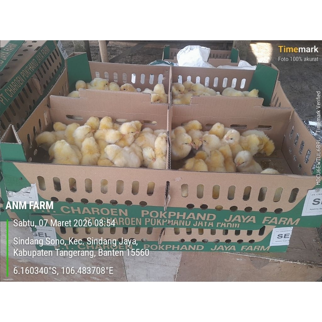 Bibit Ayam Pejantan Super