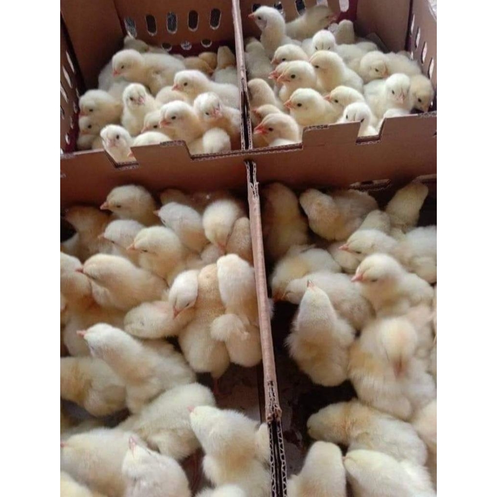 Bibit Ayam pedaging (Broiler)Berkualitas