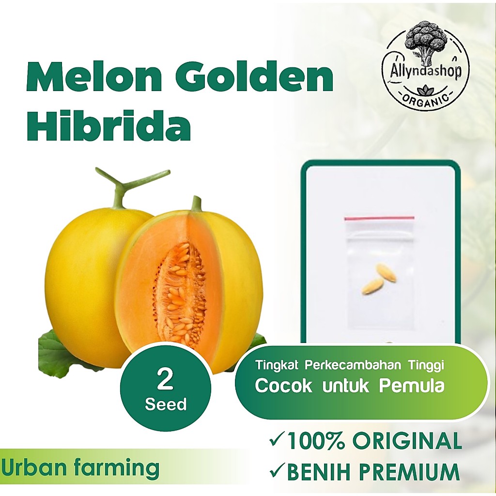Benih Bibit Melon Golden Hibrida  Buah Melon Kuning  Tahan Virus Unggul