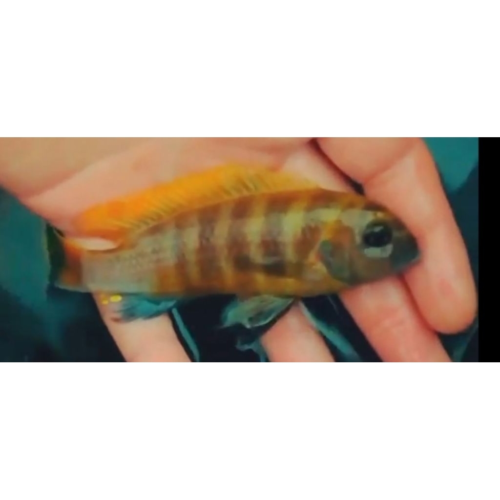 gold kawangga hibreed 7_8 cm / mbuna specialist
