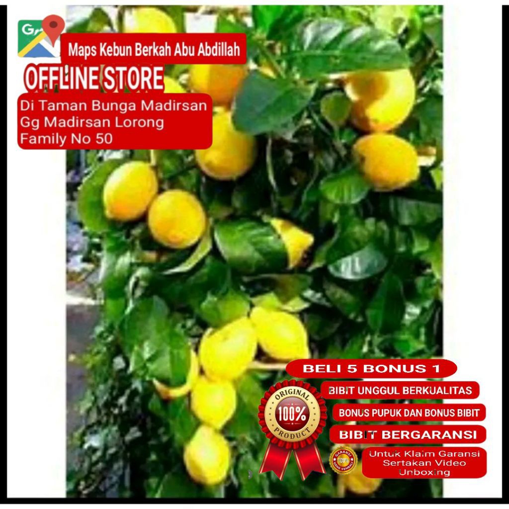 Bibit Jeruk Lemon California Sudah Berbuah